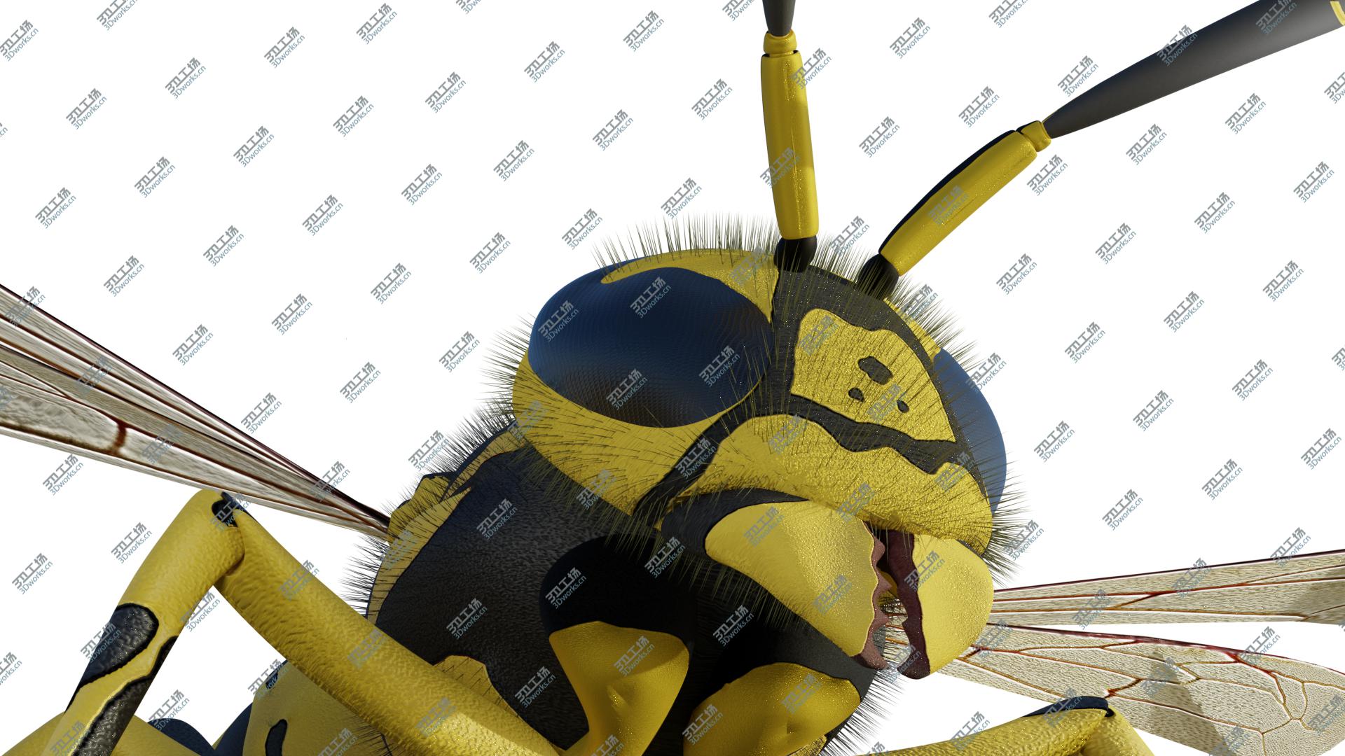 images/goods_img/2021040232/Wasp 3D/2.jpg